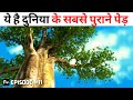 Duniya Ke Sabse Purane Ped Oldest Tree In The World In Hindi FW Episode 11