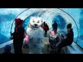 Detroit Zoo International Polar Bear Day 2017