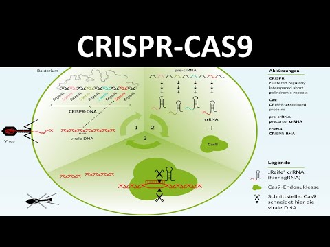 CRISPR-Cas / CRISPR  Cas9 [Ein Verfahren des Genom-editing] - [Biologie, Gentechnik, Oberstufe]