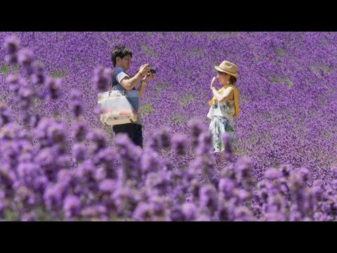 Thumbnail of the video: Hokkaido summer flowers - Japan: Earth's Enchanted Islands: Episode 3 Preview - BBC Two