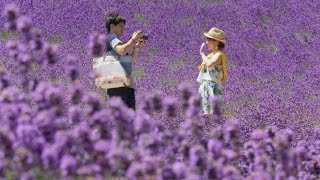 Hokkaido summer flowers - Japan: Earth's Enchanted Islands: Episode 3 Preview - BBC Two