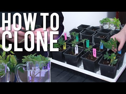 HOW TO CLONE CANNABIS STEP BY STEP *EASY* FOR BEGINNERS
