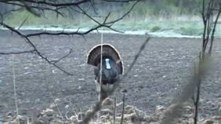 preview picture of video 'Spring Turkey Hunting'