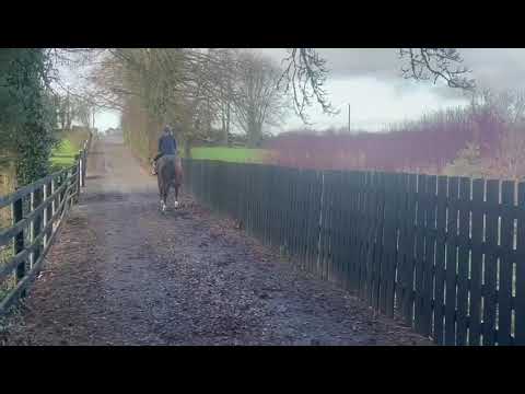 4 yr Gelding Show / Event Horse - Image 2