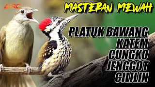 Download lagu MASTERAN PLATUK BAWANG - CUCAK JENGGOT - CILILIN - KAPAS TEMBAK mp3 Download lagu MASTERAN PLATUK BAWANG - CUCAK JENGGOT - CILILIN - KAPAS TEMBAK mp3
