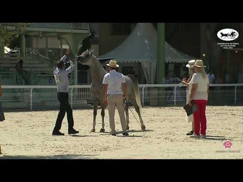 N 37 HERACLES DOMITIA