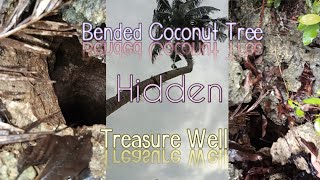 Bend Coconut Tree Pointing to Yamashita Treasure