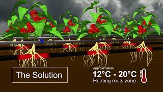 Roots’s zone climate optimization