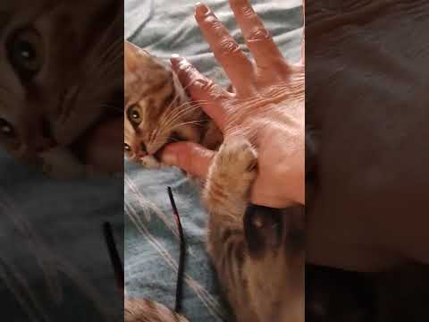 Playing with my kitten#NasraTAjNotSoPerfect#youtubeshorts