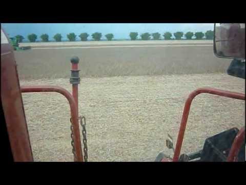 STS X CASE   colheita 2013 sapezal de 26-12-12  a 25-01-13 .