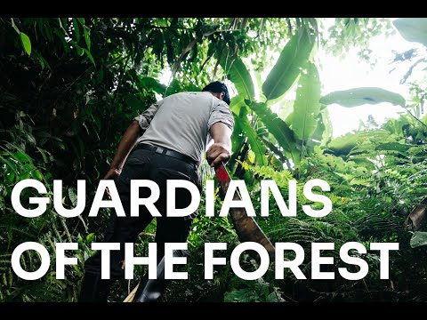 Guardians of the Forest