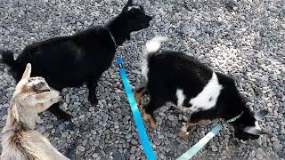 Can a Nigerian dwarf pet goat walk on a leash?