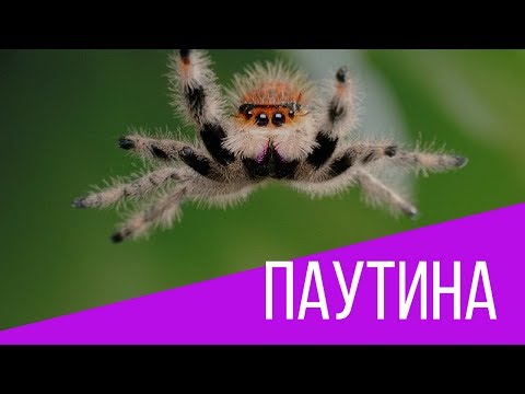 Паутина крепче стали