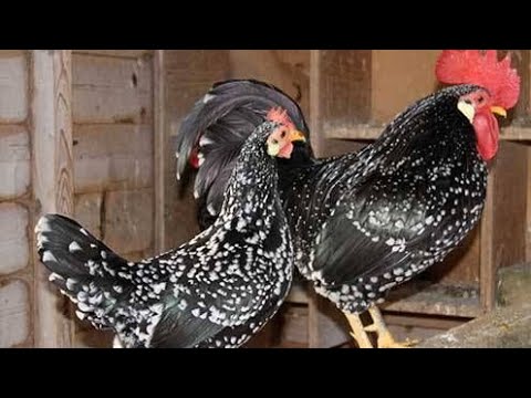 America’s Secret Egg Machines: 3 Underrated Heritage Poultry Breeds Making a Comeback!
