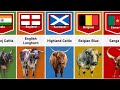 Cattle Breeds From Different Countries
