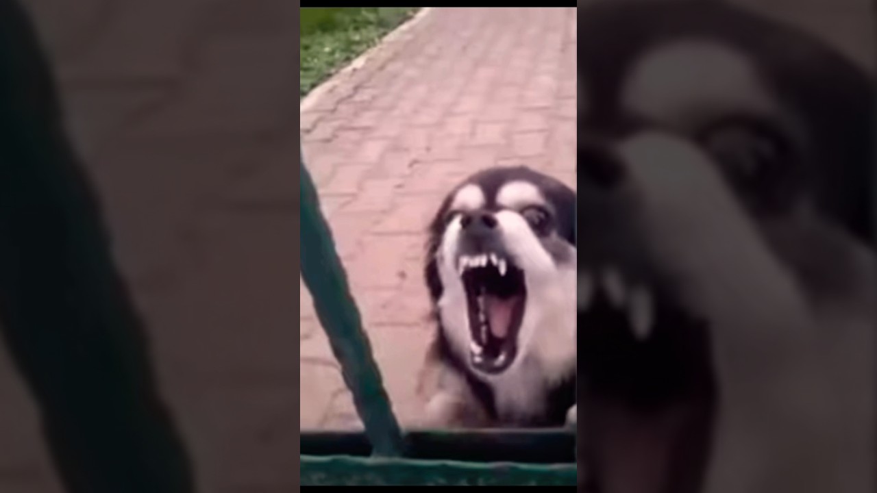 Dog’s scream in reverse 👌🏾🗿💀 | #shorts #meme #memes #dogmemes #funny #reverse #dogs #dog #viral