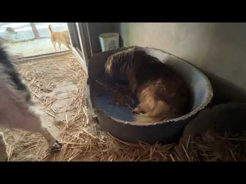 Dogs Adoptions Nederland | Miruna