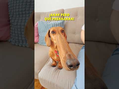 Me Transformo en Trufi-Pinocho! 🤥💖