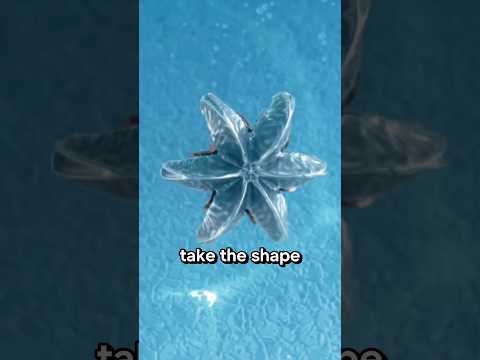 A unique million dollar business by shooting bullet into the pool!