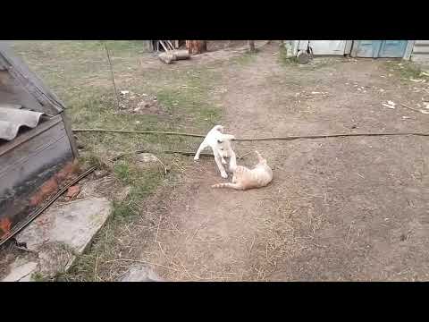 21,03,2020 Бобик и Барсик