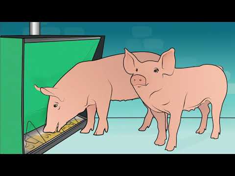 , title : 'Het productieproces van ons varkensvoer'
