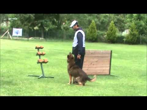 WUSV Qually 2012 Hades B:95 Punkte