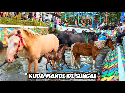 MANY PEOPLE HAVE SEEN HORSES BATHING IN THE RIVER 🐴🦄🦓💦