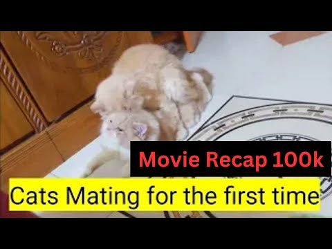 Cats Mating for the first time | Cats on heat | How Cats mate | CATS MATING