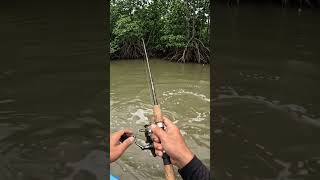 Download lagu mancing di muara di bekasi #spotmancing #fishing #mancingmania mp3