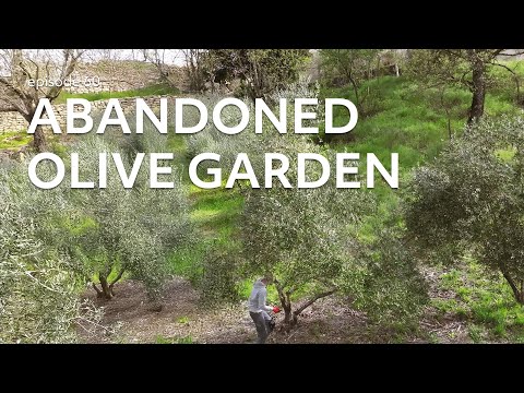 #60 We rescue ABANDONED GARDEN in Italy. How to take care of OLD OLIVE TREES?