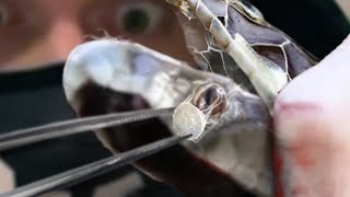 Why Music Video