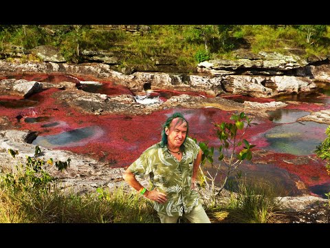 FIELD TRIP WITH PATRICK BLANC IN COLOMBIA - CAÑO CRISTALES, THE LIFE HISTORY OF MACARENIA CLAVIGERA