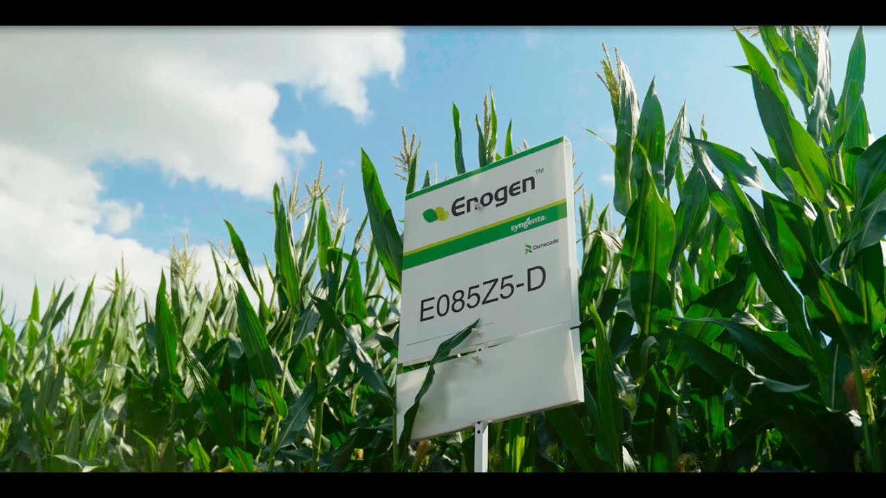 Enogen™ Corn Story