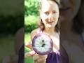 Sternapfel (Milch Frucht) Violett video