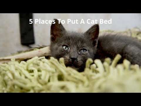 5 Places To Put A Cat Bed