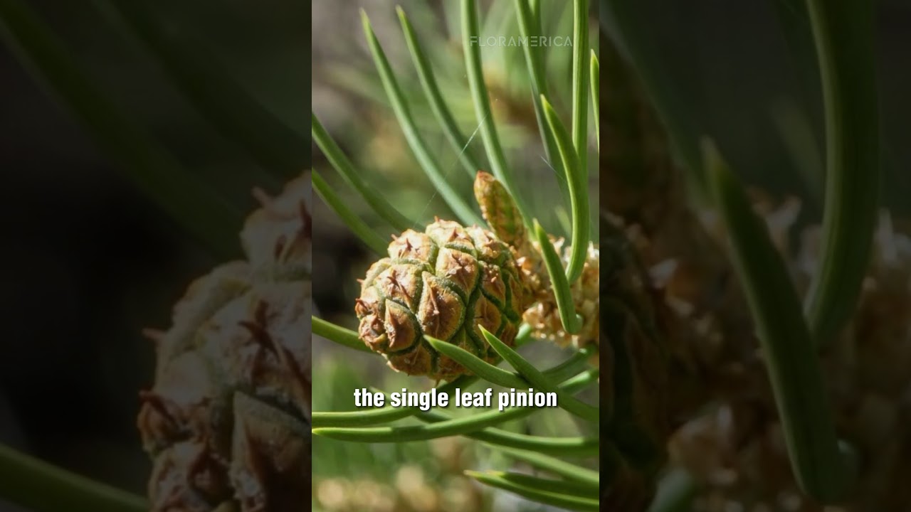 The Singleleaf Pinyon - Pinus monophylla