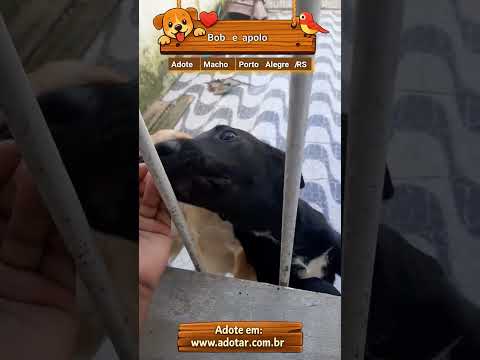 Vídeo de Bob e apolo