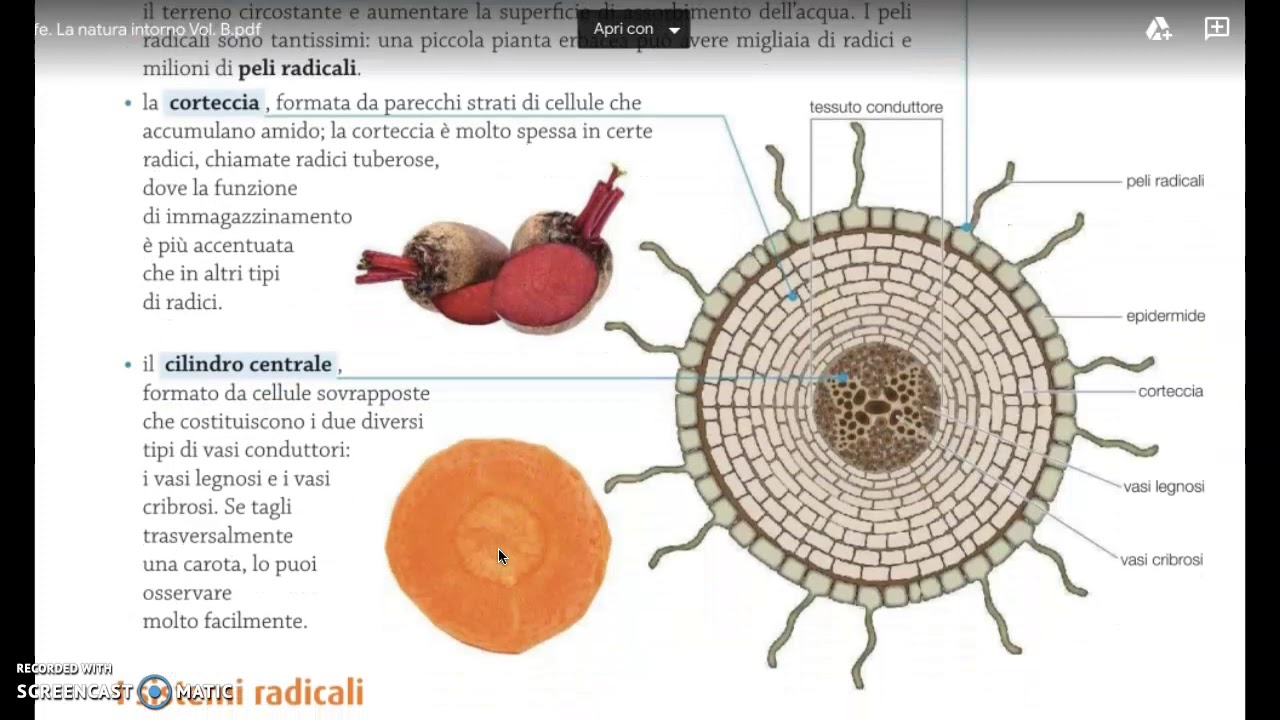 Watch Now S1 Le radici S1 Le radici