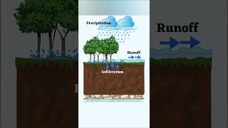 What is Runoff(अपवाह)? #agriculture #soilscience #infiltration