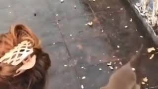 Download lagu Monkey does bababouey mp3