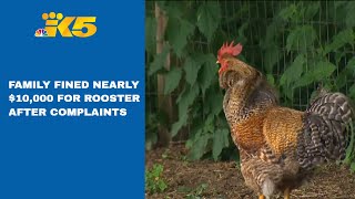 Rooster racks up nearly $10,000 in fines for Tumwater family