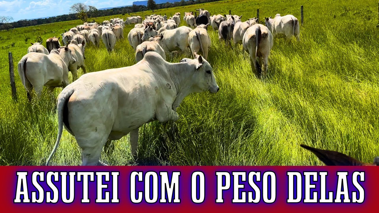 Vendi 47 Novilhas Gordas Para um Pecuárista