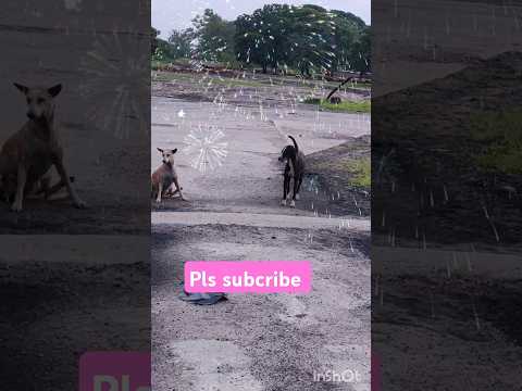 Dogs funny #dog #deepa raguhu #comedy