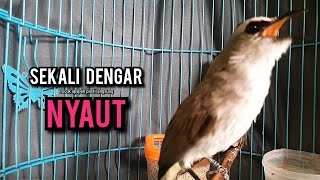Download lagu trucukan gacor ROPEL PANJANG buat pancingan trucukan agar bunyi JADIKAN burung trucuk gacor EMOSI mp3