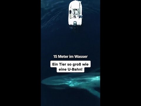 So groß ist ein Blauwal wirklich