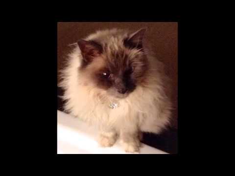 Welcome home - Slongs Dievanongs - voor Irma 😢