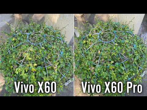 Vivo X60 vs Vivo X60 Pro | Camera Samples | DrTech