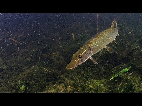 Duiken De Gavers Harelbeke