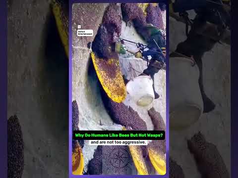 Get Rid of Wasp Nests #shorts #defact #waspnest