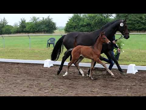 Hengstfohlen von Fusionist x Spörcken x Royal Highness